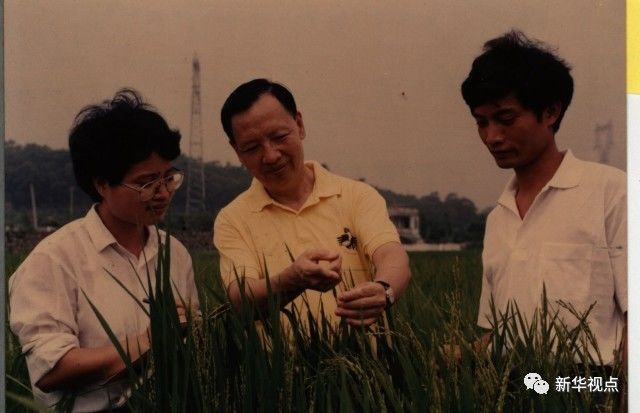 卢永根在水稻试验地指导博士研究生（左为刘向东、右为庄楚雄）