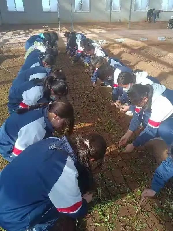 二月春耕昌杏密，百花次第争先出——青岛第六十六中学高一年级学农实践活动