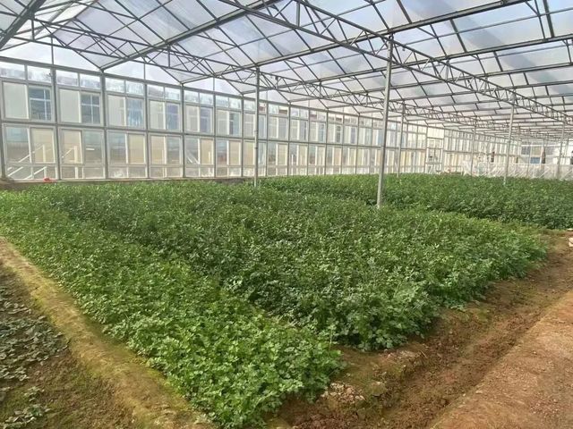二月春耕昌杏密，百花次第争先出——青岛第六十六中学高一年级学农实践活动